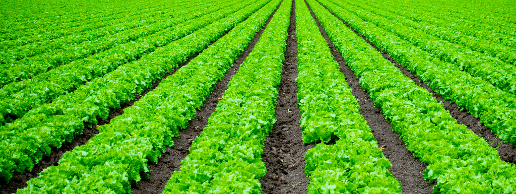 Agricultural Extension: A Key Player in Empowering Sustainable Growth.