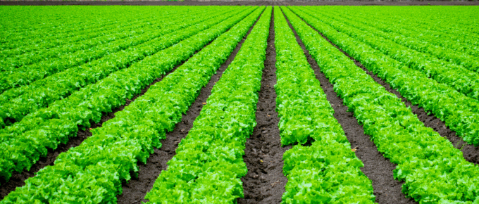 Agriculture Extension